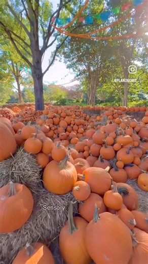 🎃 A Plano Moms favorite 🎃 Pumpkin Village is BACK at the Dallas Arboretum and this year it’s ✨ ¡Mundo México! ✨ Think 110,000 pumpkins, gourds & squash transformed into 7 iconic regions of Mexico, plus breathtaking sculptures from Oaxacan artists Jacobo & María Ángeles. 🌎🇲🇽 📅 Sept 20 – Nov 2 Mom Tips: 👟 Comfy shoes (lots of walking) 💦 Bring water 📸 Best spot for family photos 🍴 Food & drinks onsite — or pack a picnic 💳 Family Membership = totally worth it 👕 Extra change of clothes if