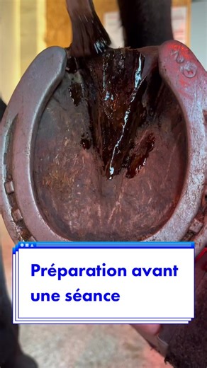 Préparation avant une séance de dressage pour votre cheval