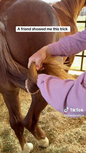 Preventing Tail Discomfort in Young Colts