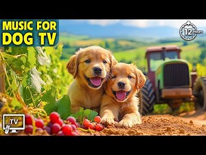12 Hours of Music for Dogs to Relieve Boredom & Anxiety When Home Alone 🎵 Best Music for Your Dog