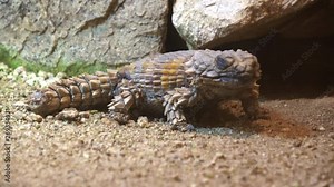 Armadillo girdled lizard, Ouroborus cataphractus, Armadillo spiny-tailed lizard, 4K