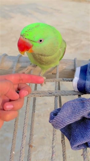 Green paroot ❤️❤️🦜 #parrot #talkingparot #talkinganimal #birds #villagelife #animals