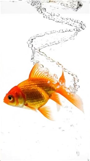 Your Cat vs. The Sneaky Screen Fish!