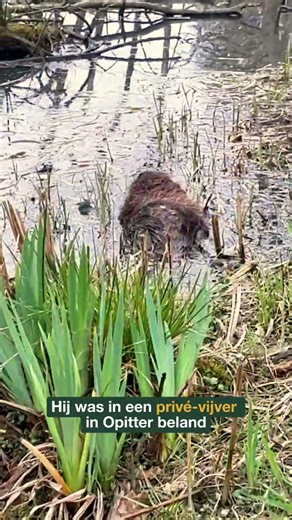 vrijlating bever
