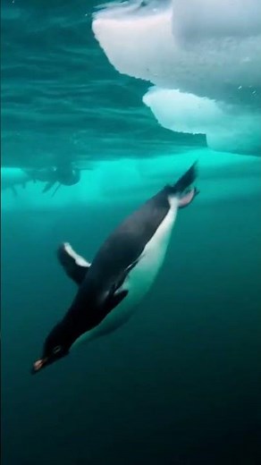 Adelie Penguins Unveiled A Journey Through Antarctica's Icy Wilderness 🐧