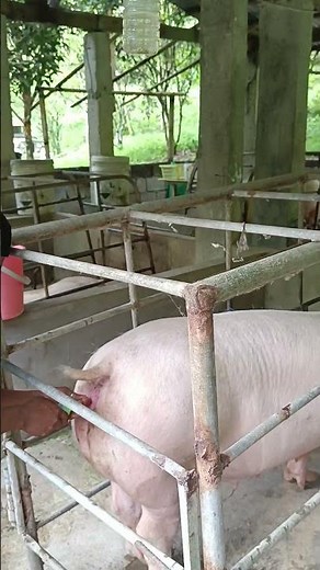 Artificial insemination