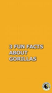 Did you know that gorillas noseprints are unique to each gorilla, just like human fingerprints? At the Fossey Fund, we are able to identify hundreds of gorillas just by looking at the wrinkles in their noses! Learn more about gorilla conservation at https://gorillafund.org! | Dian Fossey Gorilla Fund