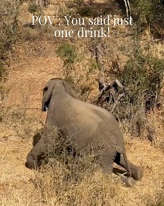 Ever heard the rumour that elephants get tipsy on marula fruit?🐘 While it's not entirely accurate, we can see why the story stuck. The bush has a way of teaching you things. And here’s one of them: Even the biggest and strongest have their wobbly moments. And that’s OK. We plan luxury safaris, yes. But more than that, we believe the wild reminds us what it means to be human. Your safari. Your story. That’s how we do it at Marula Hill. ________________________________________________________ 💬 