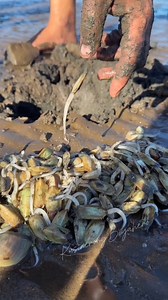 1.8M views · 10K reactions | Digging Tongue Shell! #fypシ #highlightsシ゚ #foryouシ | Kusinerong Biyahero | Facebook