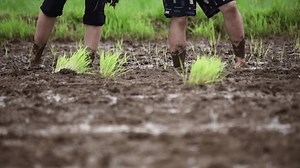 Image of rice planting by hand