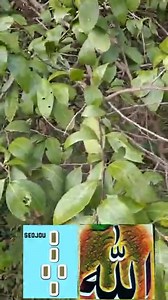 53K views · 767 reactions | N'tôguê ladon | Oumar coulibaly lomara tigui | Facebook