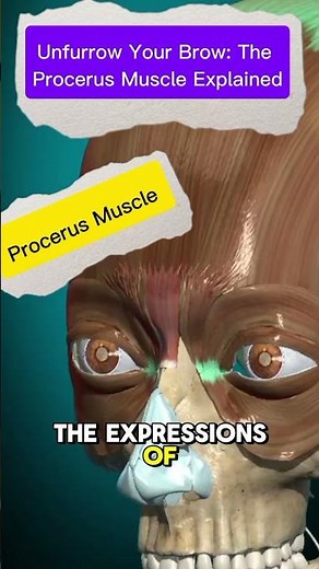 Unfurrow Your Brow: The Procerus Muscle Explained#procerus #facialmuscles