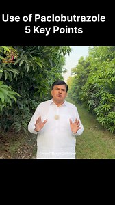 The 5 key steps to remember while using Paclobutrazole in mango to boost flowering | Grewal Mango Solutions