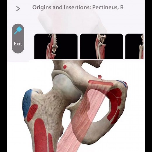 「解剖学」恥骨筋の起始と停止 Starting and stopping the pubococcygeus muscle #Short