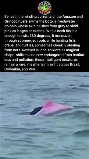 Botos Are Famous For Their Pink Skin, Which Intensifies With Age Or Excitement