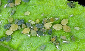 What Do Aphids Eat? (21 Tips to Get Rid of Them)