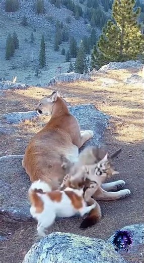 🐆🐶 Puma mother and cubs playing with dog.