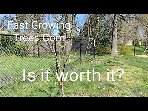 FastGrowingTrees.Com Two Year Review