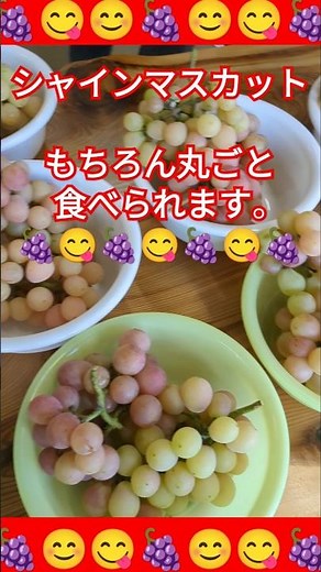 【絶品】【シャインマスカット】も美味しいです。千葉県でも。10月中旬まで。#ぶどう #ぶどう狩り #千葉県
