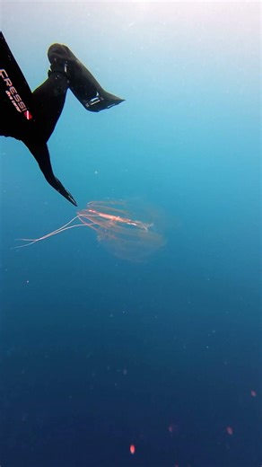 Ocean's Secret Blue: Glowing Life & Diver's Journey