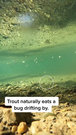 Trout Eating Natural Nymph - Underwater Footage