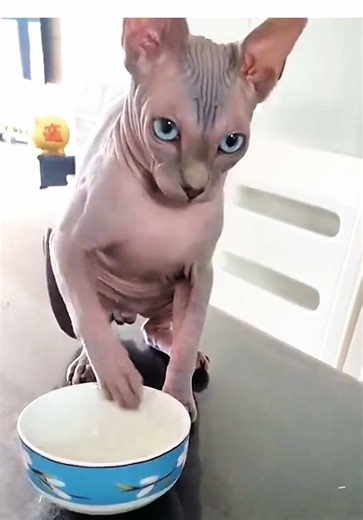 I think they really want to eat 😭 #cats #funnycats #funnyanimals #fyp #catsoftiktok