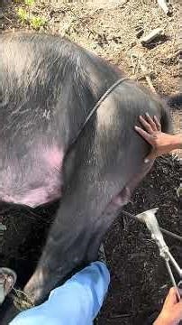 Castration Using Burdizzo.