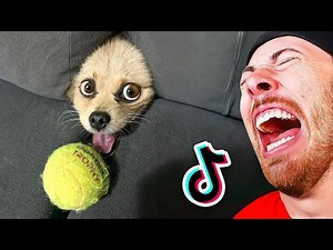 World's Funniest Animals!