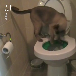Ever seen a cat go to the bathroom like a human AND use toilet paper? | Metro