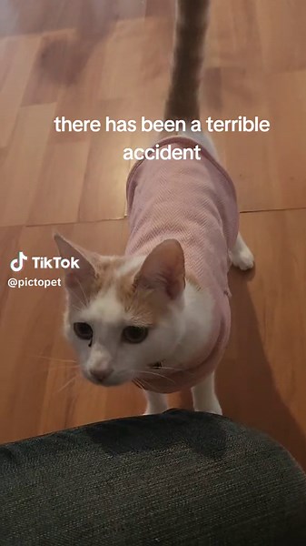 car fucking dies caught on tape #cerebellarhypoplasia #wobblycat