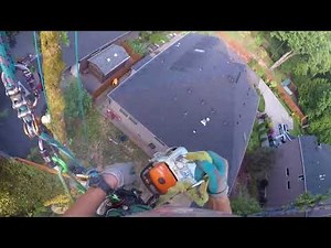 Dying Maple tree removal