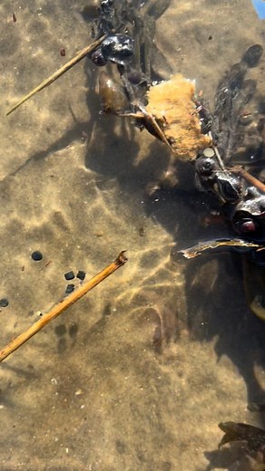 If you find bio beads on your beach walks, please let us know! You might need to take a sieve & gloves as they are very small. Let us know, no matter how small in number!! We need to keep a record & ensure groups like Strandliners & Surfers Against Sewage have this information. Clean Water Action Rother District Council Nurdle Helena Dollimore for Hastings and Rye Rye Harbour Nature Reserve THANK YOU!! | Plastic Free Hastings