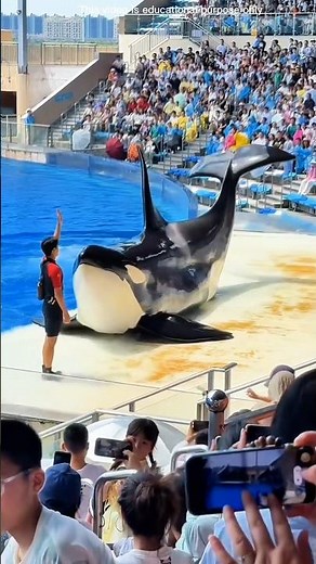 Amazing Dolphin Show 🐬🔥