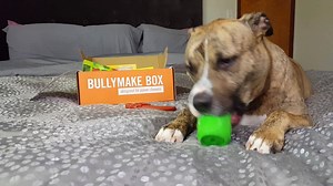 384 reactions · 37 shares | JUMP INTO OUR MAY BULLYMAKE BOX WHILE SUPPLIES LAST!  A $61 value for as low as $31!  ✔️BULLYMAKE Chili Pepper Chewer Toy ($18) ✔️BULLYMAKE Cerveza Chew Toy ($18) ✔️Pollo Roll Biters ($9) ✔️Cinco de Mayo Treats ($7) ✔️Chicken Stickens ($9) ✔️(Optional) Cheeseit Flavored Chew Toy ($16) Everything is designed for power chewers and backed by our best-in-the-business 14 day guarantee. | BULLYMAKE | Facebook