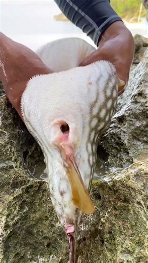 What came out from inside the puffer fish? #shorts