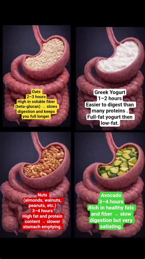 Understanding the Digestion Process of Different Foods