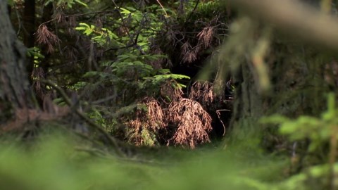 planet schule: Familie Wolf: Gefährliche Nachbarn?