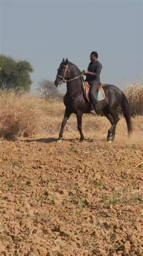 Ghora Aghaz E Muqaddar: Beautiful Horses of Pakistan