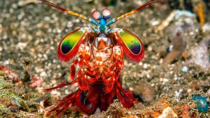 Mantis Shrimp Remain Unharmed While Dealing Deadly Punches, Study Shows