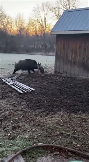 Wild Boar Smashes Into Home — Dog Battles Ferocious Intruder! #dog #wildboar #wildanimals #animals