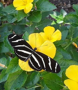 Garden Club of Cape Coral