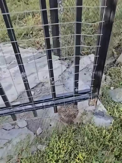 Miraculous Rescue of a Pregnant Hedgehog by God