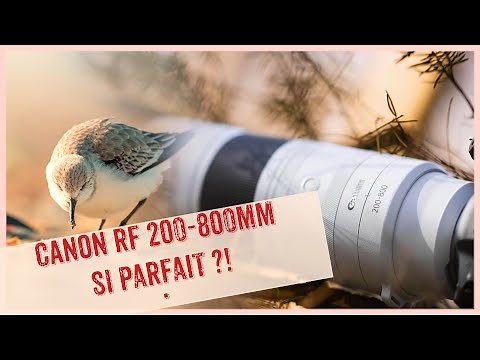 CANON RF 200-800mm Si PARFAIT ? ! 👍 #canon #wildlife #canonrf