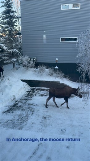 McCarthy Lodge Resort on Reels