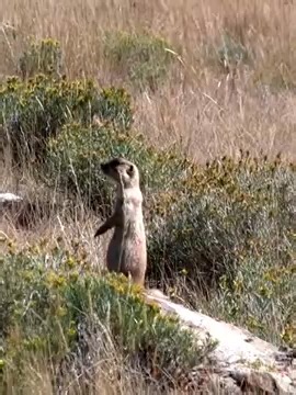 Atlatl Small Game Hunting Camping and Fishing in The Rockies_77