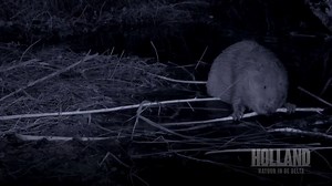 Every motion counts: Check out how the producers of the film "Holland - Natuur in de Delta" were able to capture a beaver by night for the first time ever in the Netherlands! The Bosch starlight camera is designed to be the ultimate 24/7 monitoring surveillance solution. This camera from Bosch Security makes darkness totally visible, meaning it’s now possible to detect the environment and anything lurking nearby in low-light conditions. Being hyper infrared sensitive and having a very advanced m