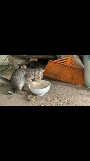 I Found Puppies and Kittens Living in an Abandoned House… I Had to Help