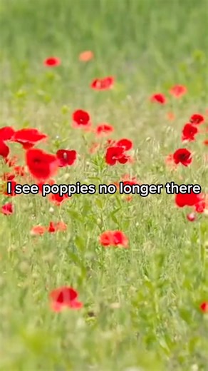 1.2K views · 47 reactions | “We will remember them.”  Our own BSB Poet Laureate shares their poem of remembrance to mark Armistice Day. #ArmisticeDay #LestWeForget #RemembranceDay #WeWillRememberThem | The British School of Brussels | Facebook