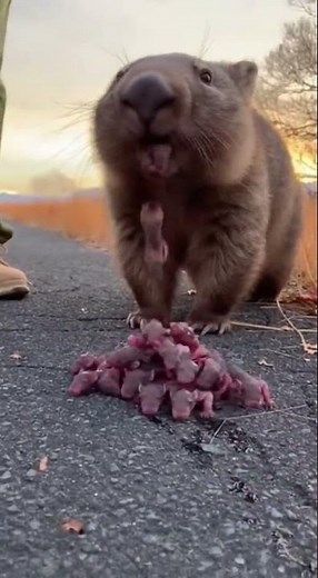 Mysterious Exotic Wombats – Midnight Adventure 🖤#wombat #wildlife #viral #pregnancy #reels #shorts