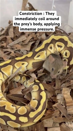 BALL PYTHONS HUNTING PROCESS! 🐍 #ballpython #reptiles #ballpythonsnake